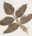 impression botanique ou Hapazome, c'est le frappage de plante et post mordançage au fer, Stage Tataki-zome, Hapazome, plantes à tanins, teinture végétale, ADN Laine 71220 pressy sous dondin, en Bourgogne du Sud