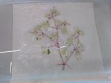 Stage Tataki-zome, Hapazome, plantes à tanins, teinture végétale, ADN Laine 71220 pressy sous dondin, en Bourgogne du Sud