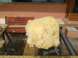 formation tri des toisons et lavage de laine de brebis à ADN Laine 71220 Pressy sous dondin, en sud Bourgogne