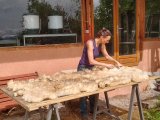 formation tri des toisons et lavage de laine de brebis à ADN Laine 71220 Pressy sous dondin, en sud Bourgogne