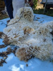 Stage de lavage de laine de mouton à ADN Laine 71220 Pressy-sous-Dondin en Bourgogne du Sud 