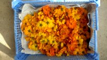 cosmos sulphureux, Stage Teinture végétale, ADN Laine 71220 pressy sous dondin, en Bourgogne du Sud