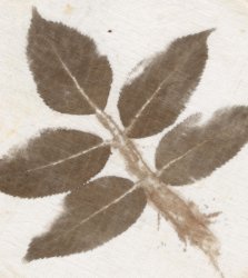 impression botanique ou Hapazome, c'est le frappage de plante et post mordançage au fer, Stage Tataki-zome, Hapazome, plantes à tanins, teinture végétale, ADN Laine 71220 pressy sous dondin, en Bourgogne du Sud