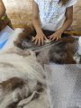 Ateliers feutre pour enfant à ADN Laine à Pressy sous Dondin (71220) en Bourgogne du Sud