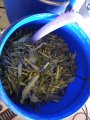 inture végétale, stage extraction du pigment indigo à ADN Laine 71220 Pressy sous dondin en sud bourgogne 